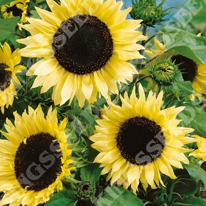 Picture of Helianthus (Sunflower) -Moonwalker